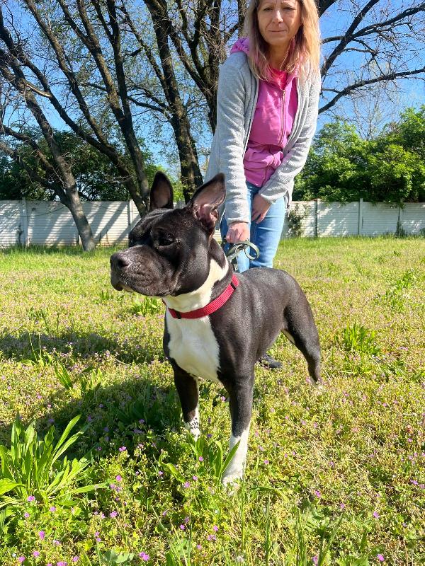ZARA PIT BULL Foto 3
